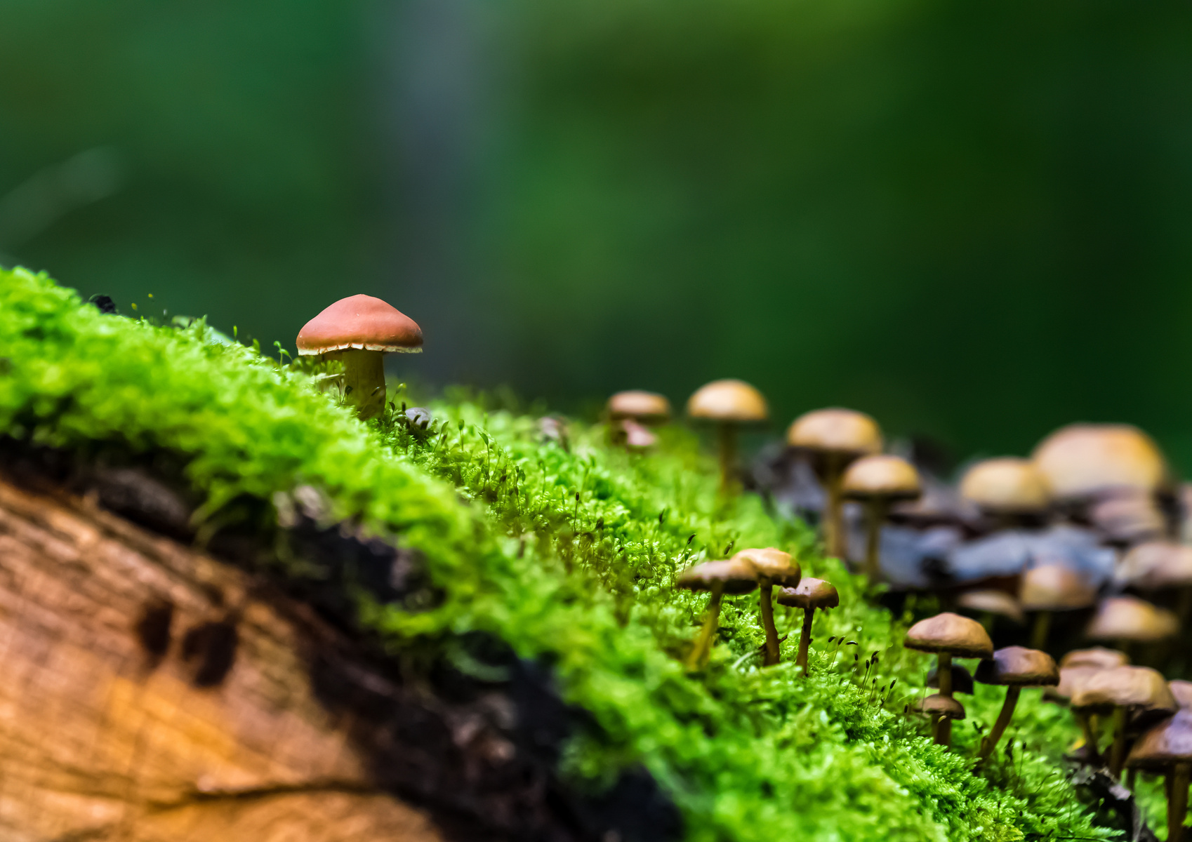 Mushrooms Growing on the Moss